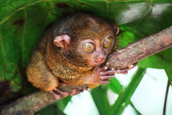 Bohol Philippines Island Travel Guide Tarsier