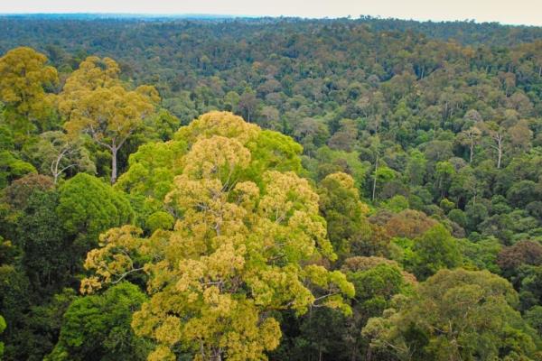 Deramakot Forest Reserve in Sabah is lo<em></em>ngest FSC-certified tropical forest in the world