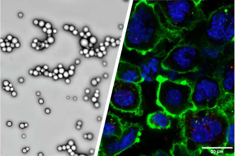 ATP修饰的生物相容性纳米颗粒可以增强肿瘤免疫治疗的全身递送